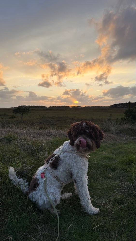 Hundetreffen-Gassi-& Spielkontakt für Rosi-Profilbild