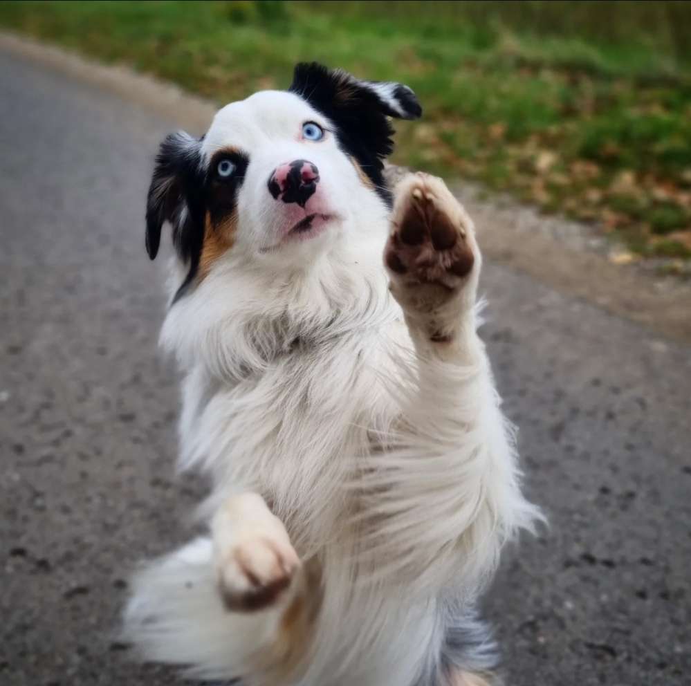 Hundetreffen-Hundefreunde gesucht-Profilbild