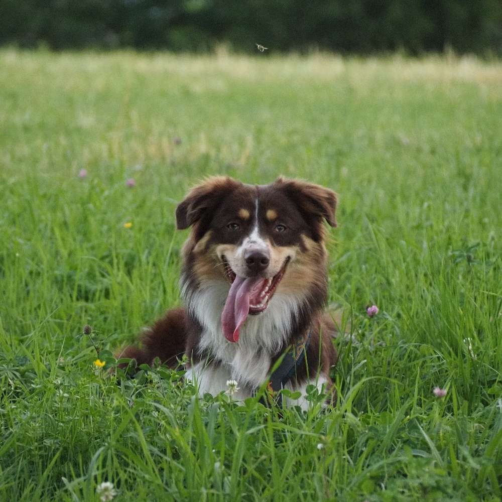 Hundetreffen-Gassi- und Spielpartner gesucht-Profilbild