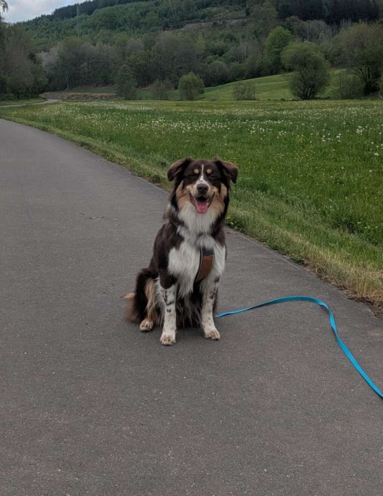 Hundetreffen-Gassi- und Spielpartner gesucht-Profilbild