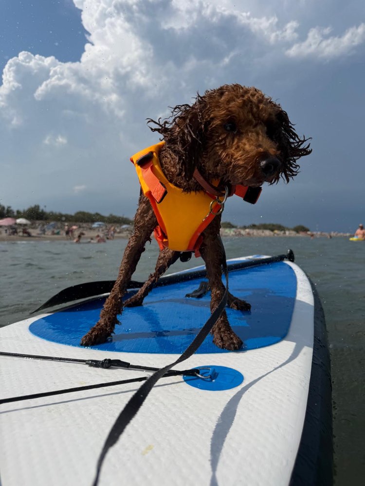 Hundetreffen-Playdate-Profilbild