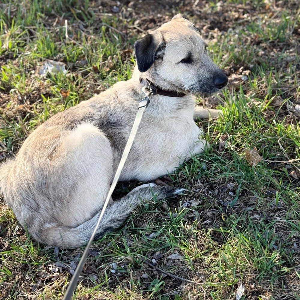 Hundetreffen-Gassirunde-Profilbild