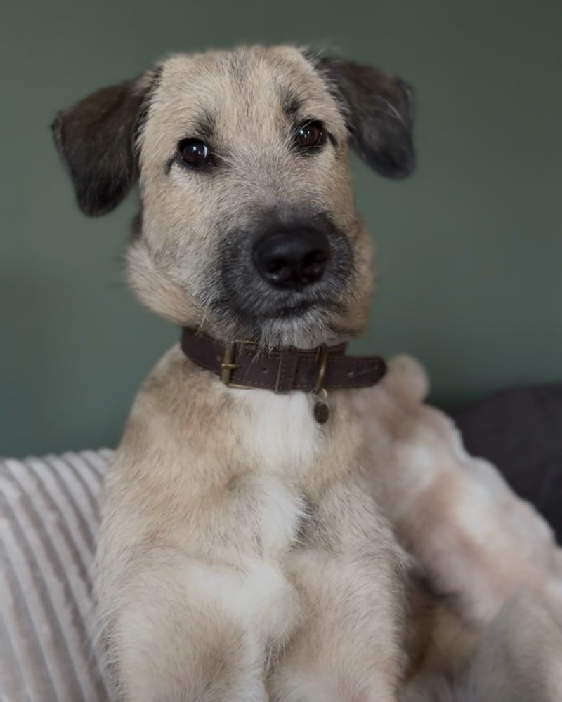 Hundetreffen-Gassirunde-Profilbild