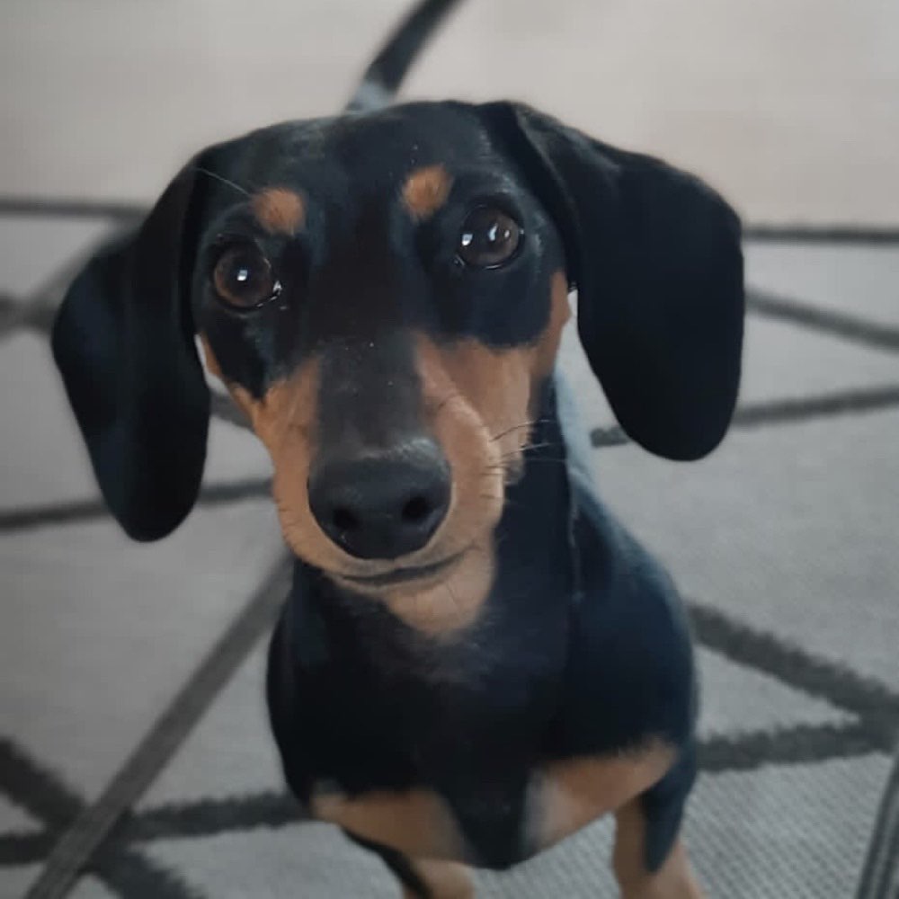 Hundetreffen-Gassi-Profilbild