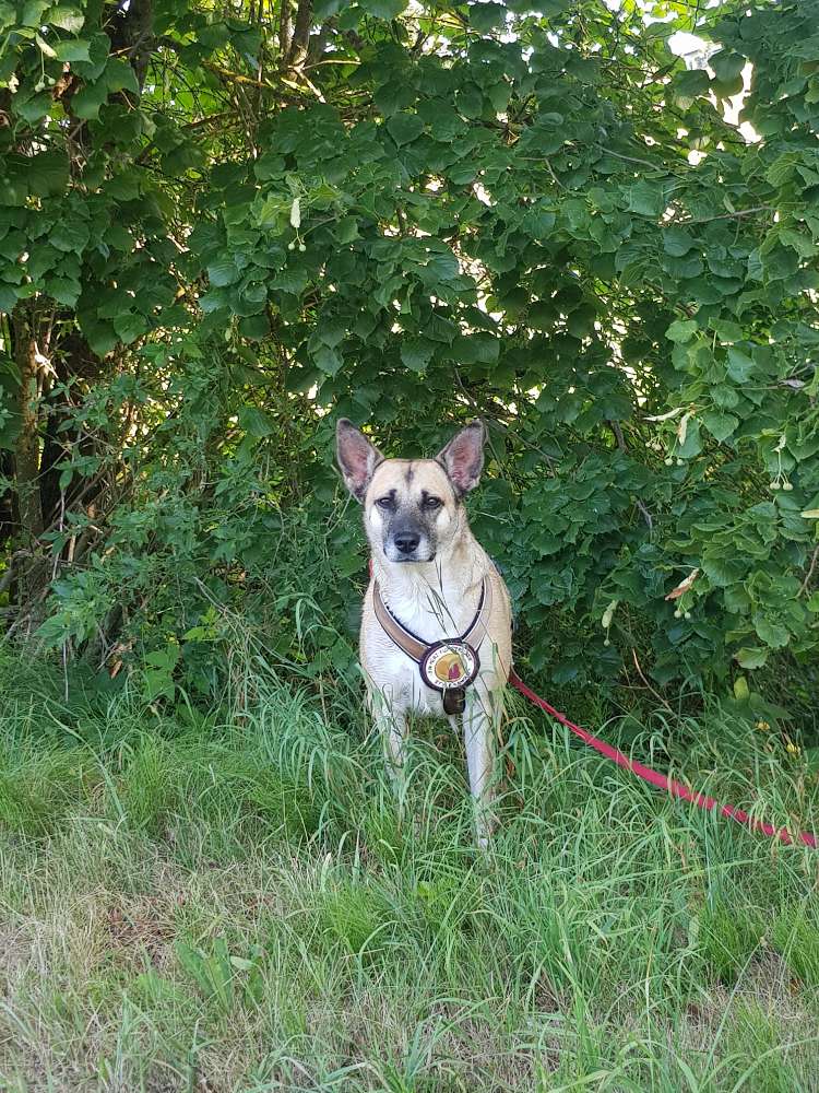 Hundetreffen-Abwechslung & Übung-Profilbild