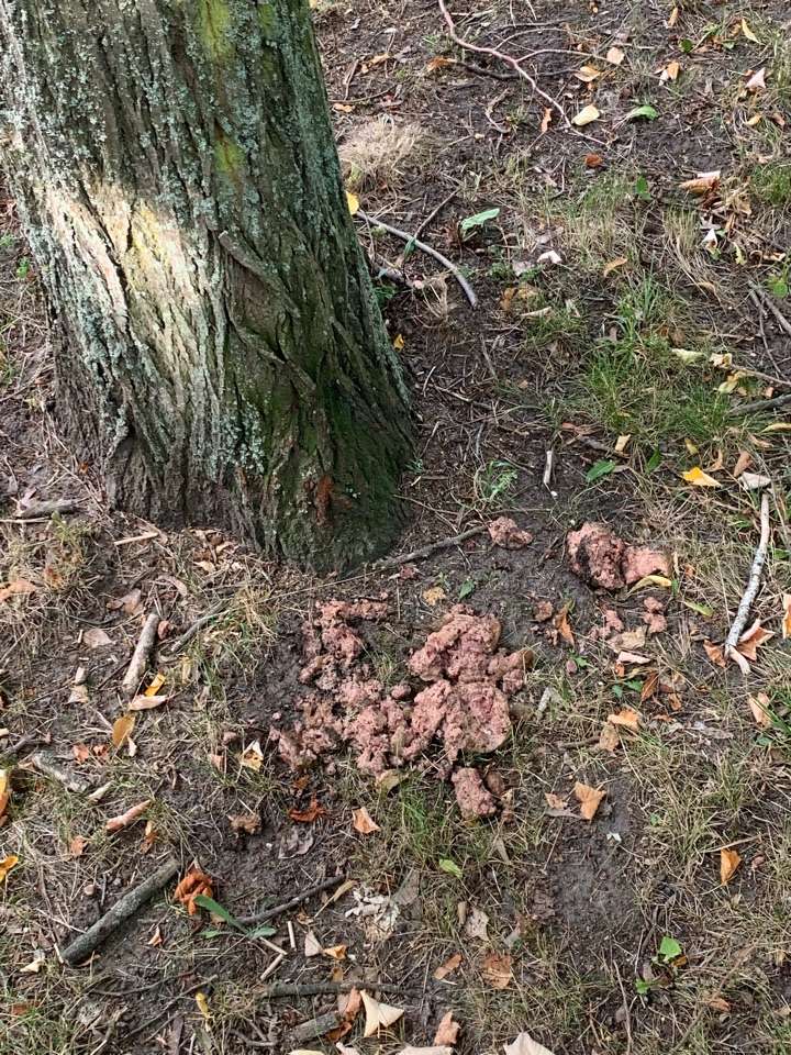 Giftköder-vermutlich Dosenfutter an einem Baum-Profilbild