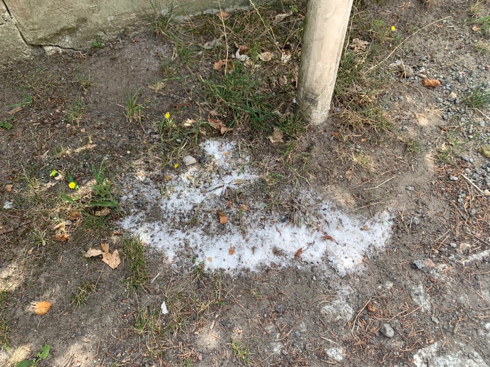 Giftköder-weisses Pulver-Profilbild