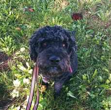 Hundetreffen-Treffen mit Anderen-Profilbild