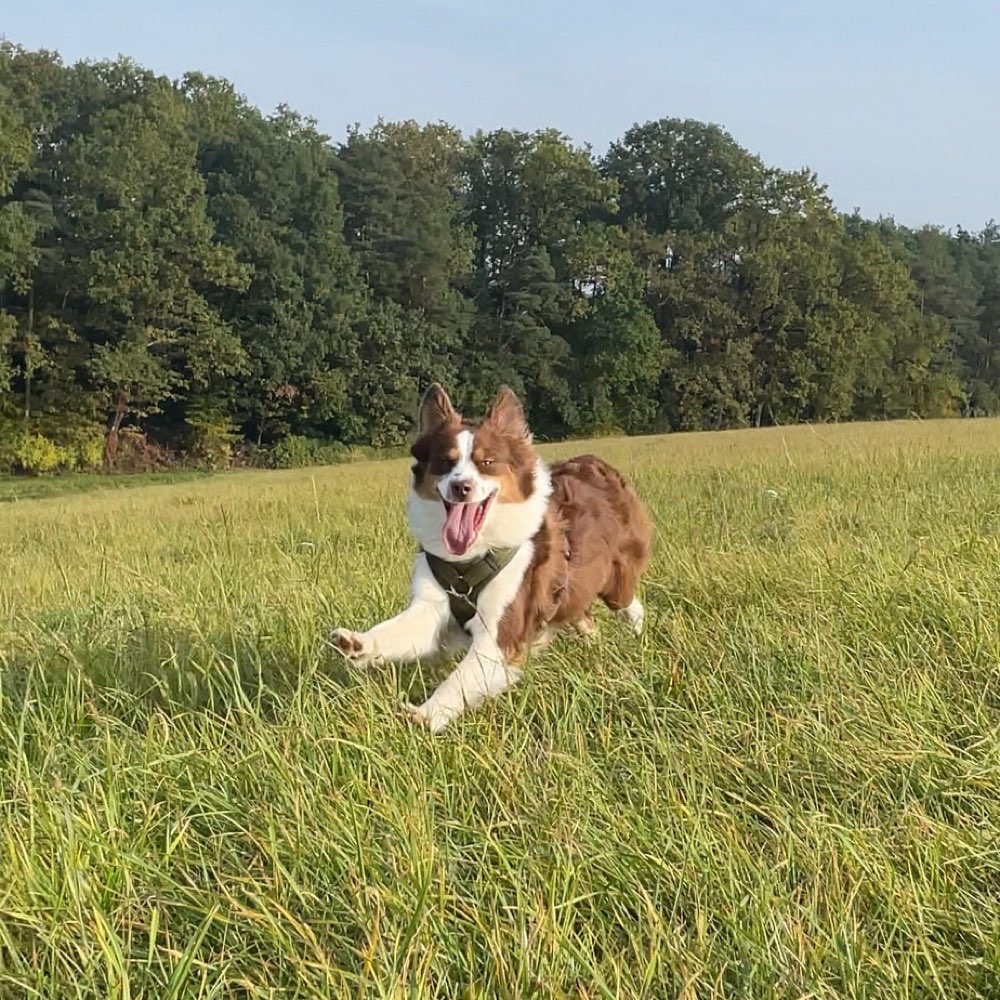 Hundetreffen-✨ Spielkamerad/in gesucht 🐕🐾-Profilbild