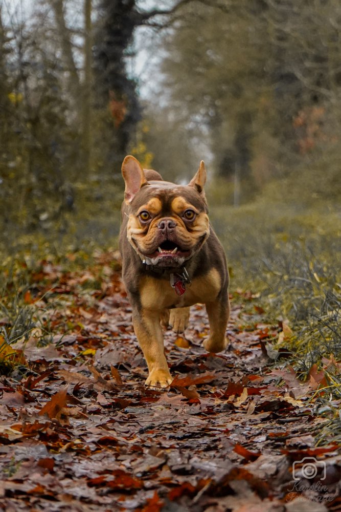Hundetreffen-Fotos deines Lieblings-Profilbild