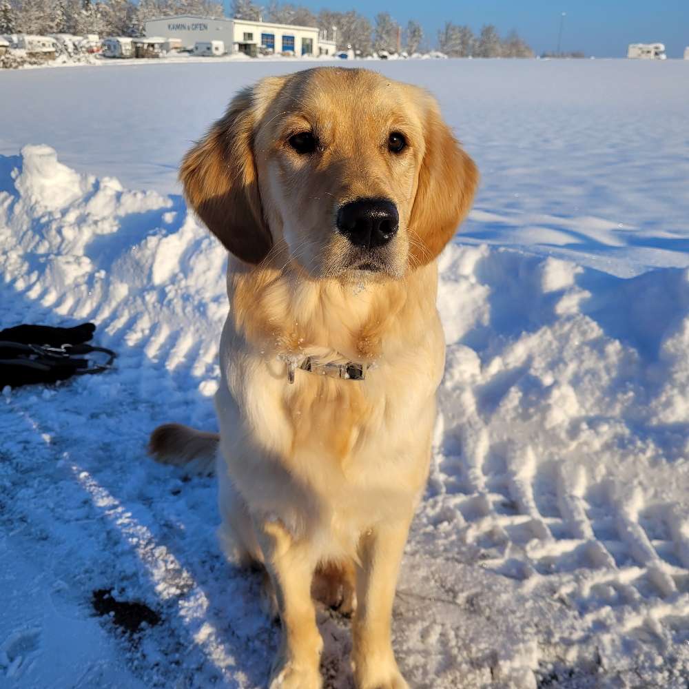 Hundetreffen-Gassirunde und Toben-Profilbild