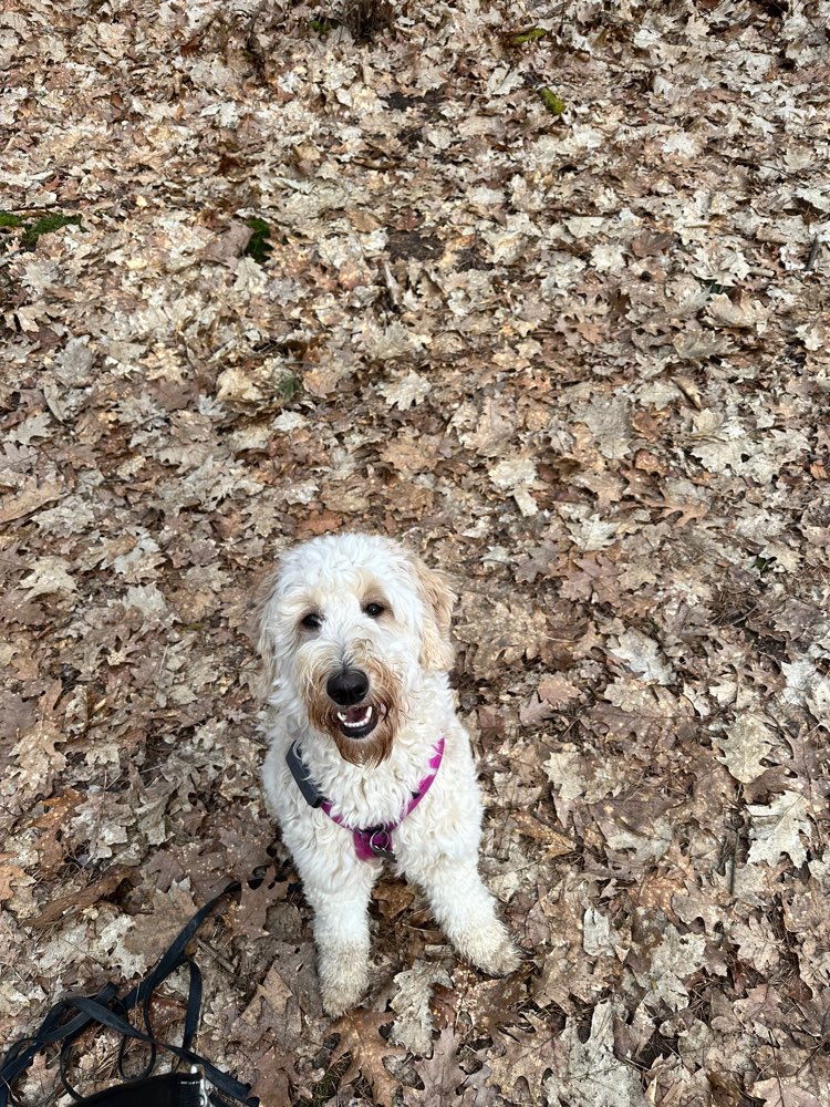 Hundetreffen-Trainieren von Hundebegegnungen-Profilbild