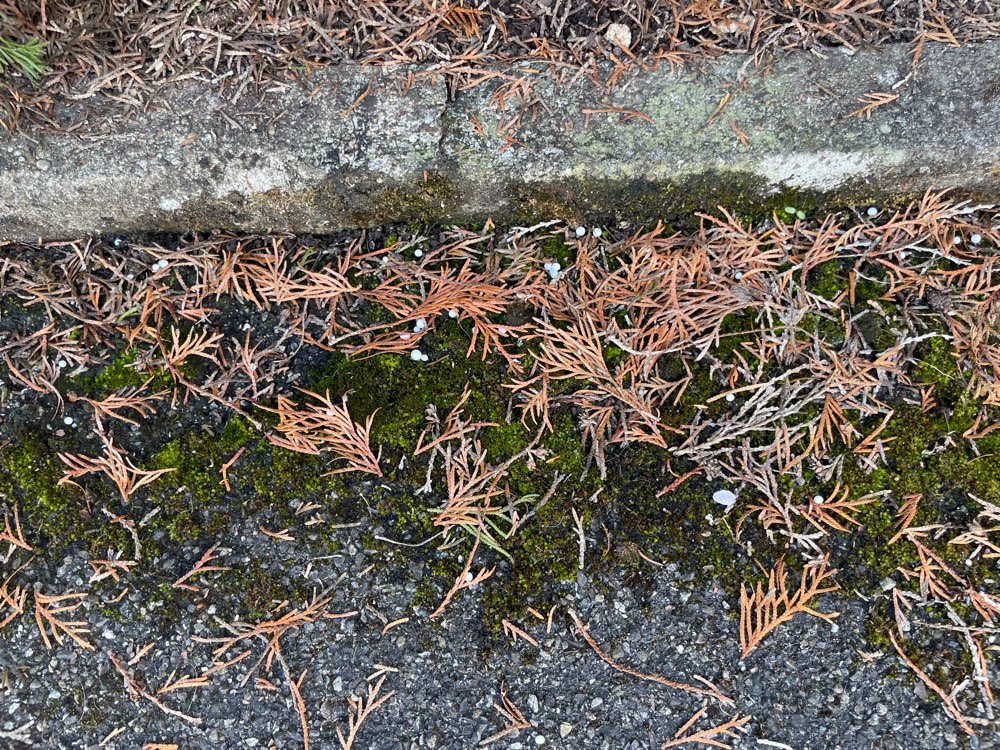 Giftköder-Giftköder-Profilbild