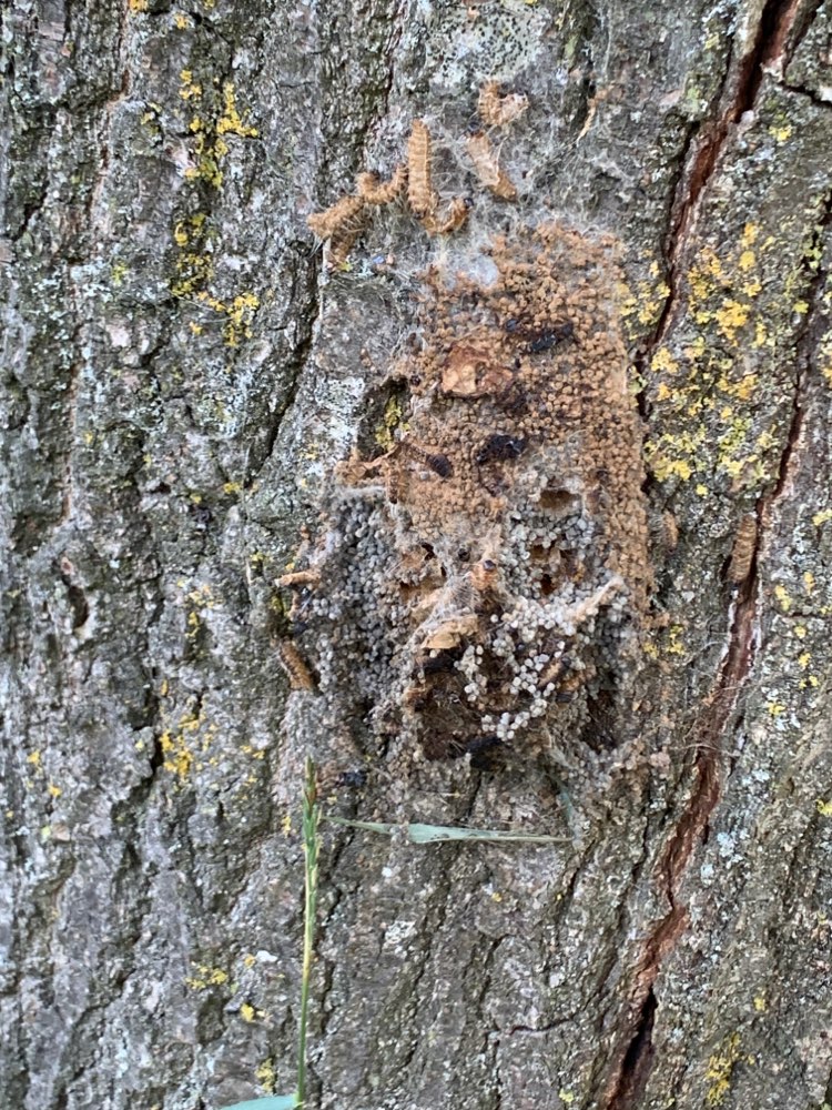 Giftköder-Eichenprozessionsspinner-Profilbild