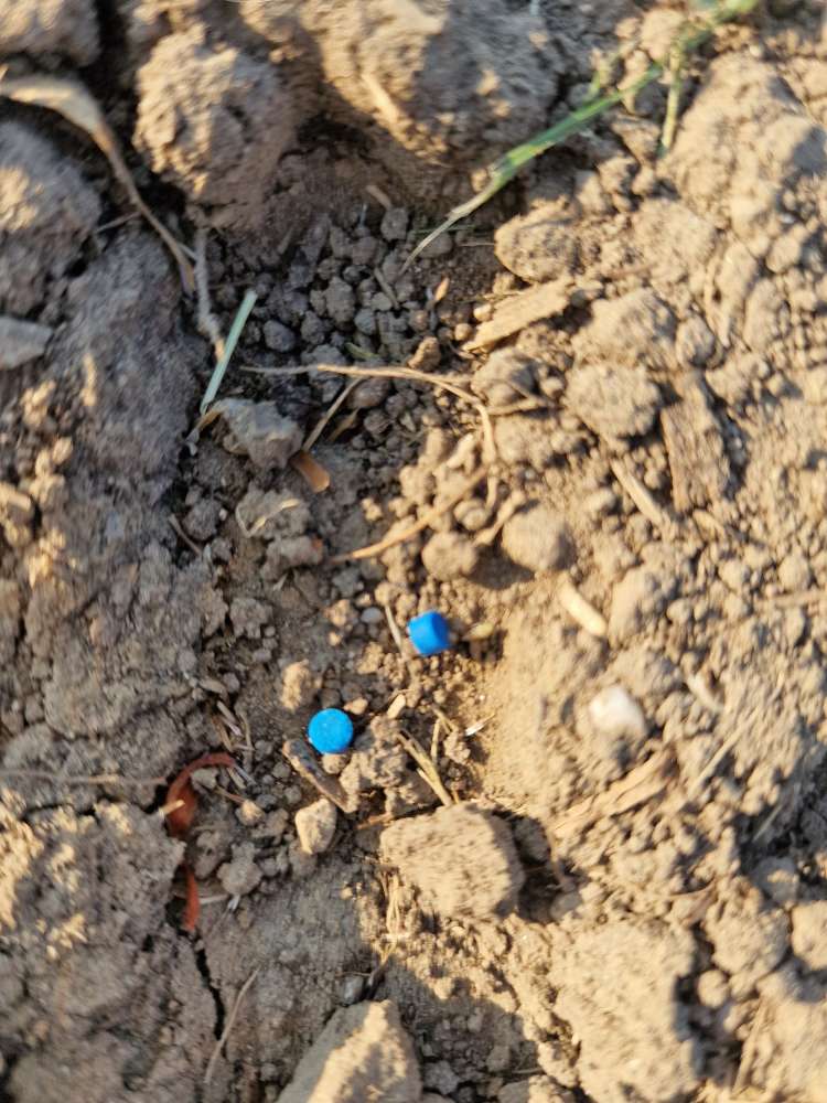 Giftköder-Blaukorn oder eventuell Rattengift-Profilbild