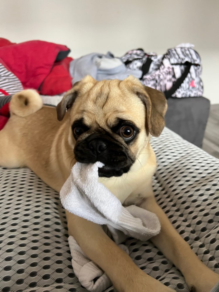 Hundetreffen-Einzelne Treffen oder in Kleingruppen-Profilbild