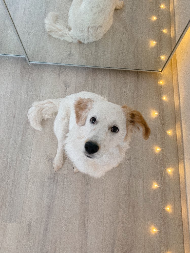 Hundetreffen-Spiel/ Gassi Treffen-Profilbild