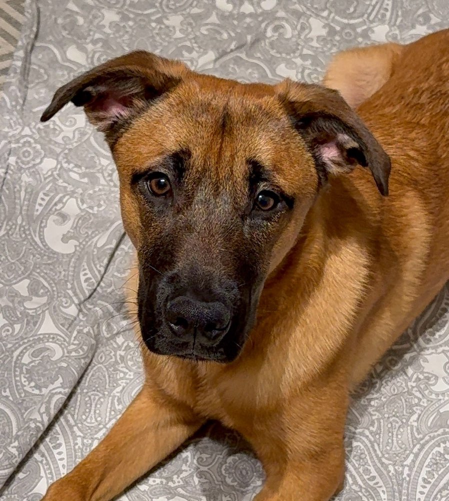 Hundetreffen-🐾Spielkamerad gesucht 🐾-Profilbild