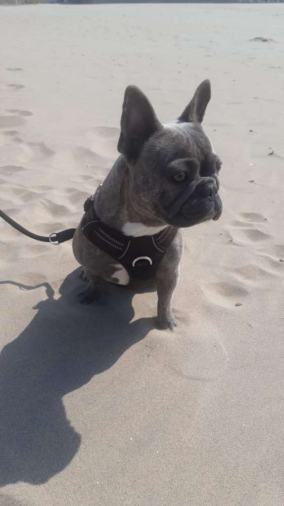 Hundetreffen-Spielen und gassi gehen in Wetzlar-Profilbild