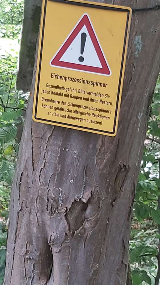 Giftköder-Eichen-Prozessionsspinner-Profilbild