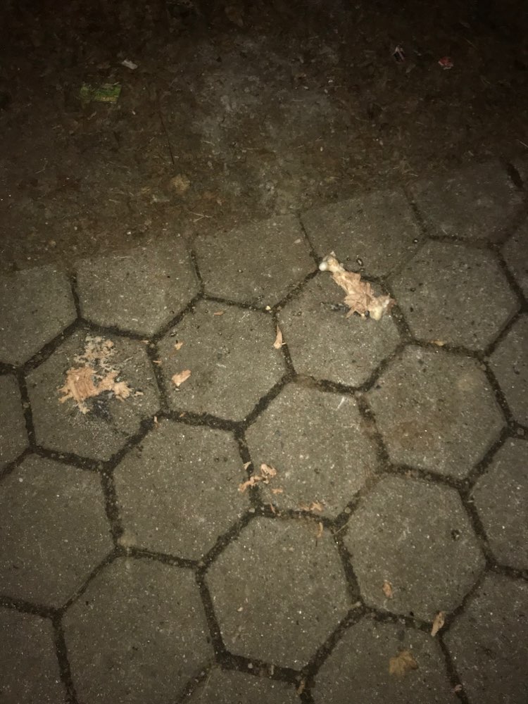 Giftköder-Knochen mit Fleischresten vor Hundewiese-Profilbild