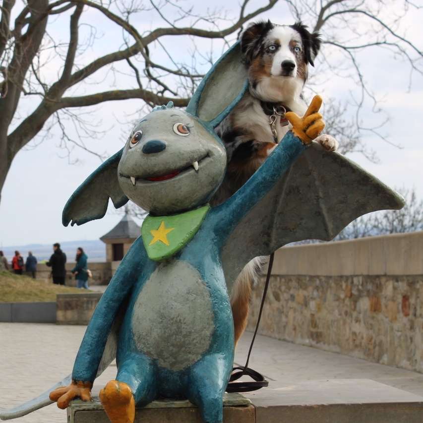 Hundetreffen-Trainingspartner gesucht-Profilbild