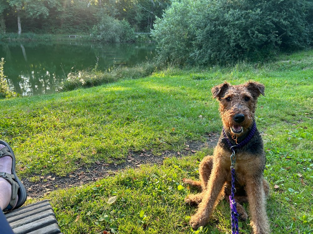 Hundetreffen-Gassi freilaufend, sozialisiert-Profilbild