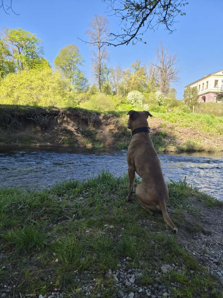 Hundetreffen-Wanderung mit Zelten-Profilbild