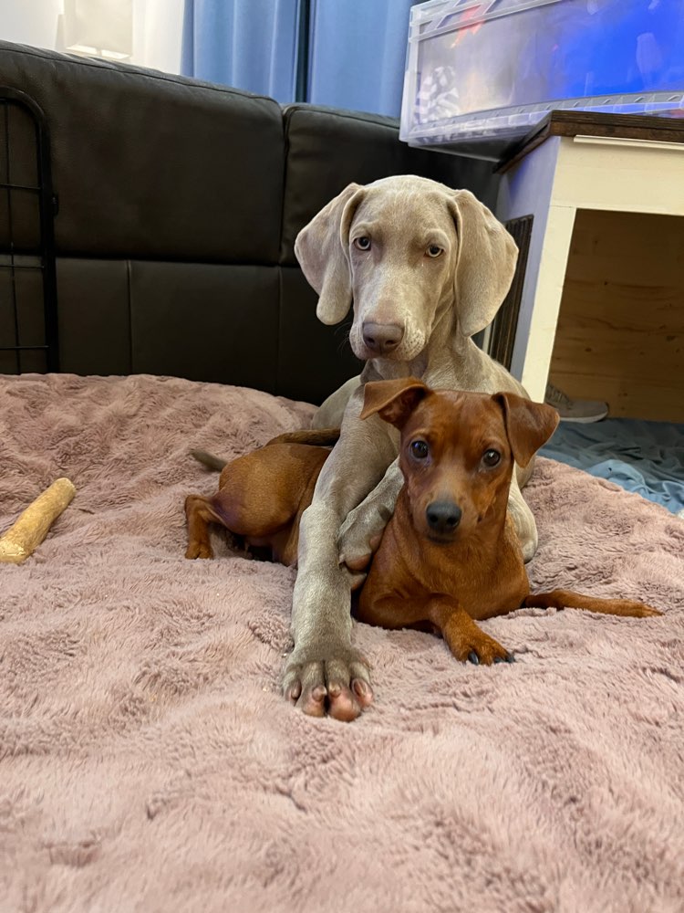 Hundetreffen-Gassi- & Trainingsrunden-Profilbild