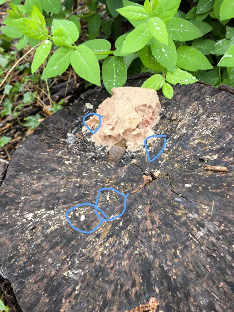 Giftköder-Giftköder in Panoramastraße-Profilbild