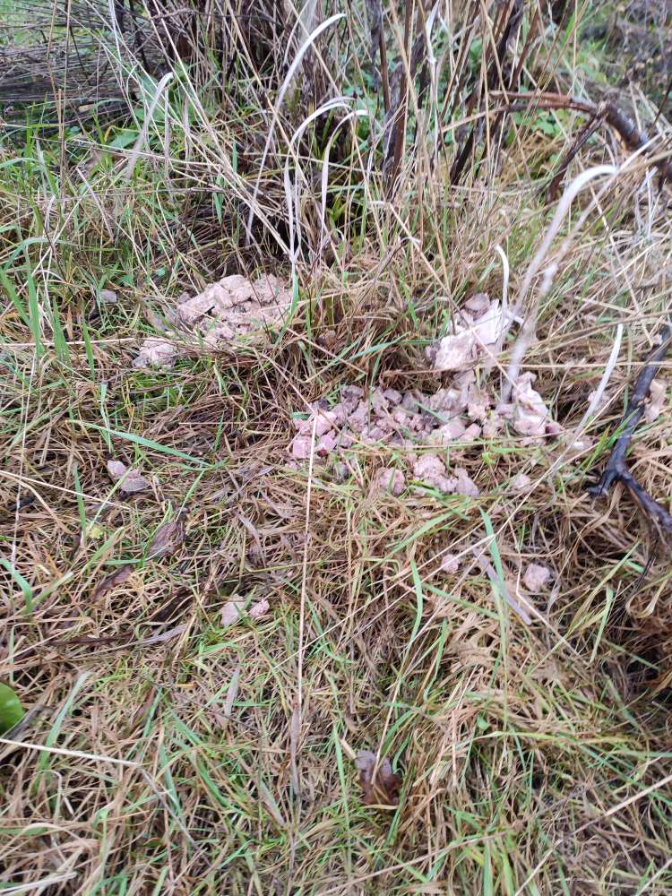 Giftköder-Fleischreste/Giftköder am Segelflugplatz-Profilbild