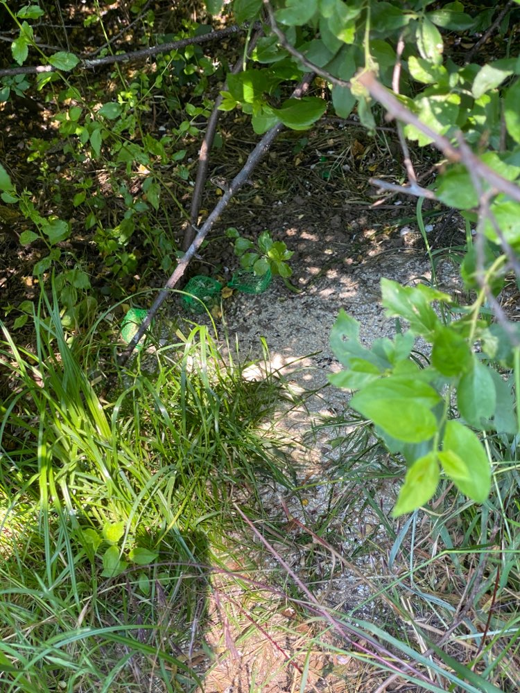 Giftköder-Mögliches Gift-Profilbild