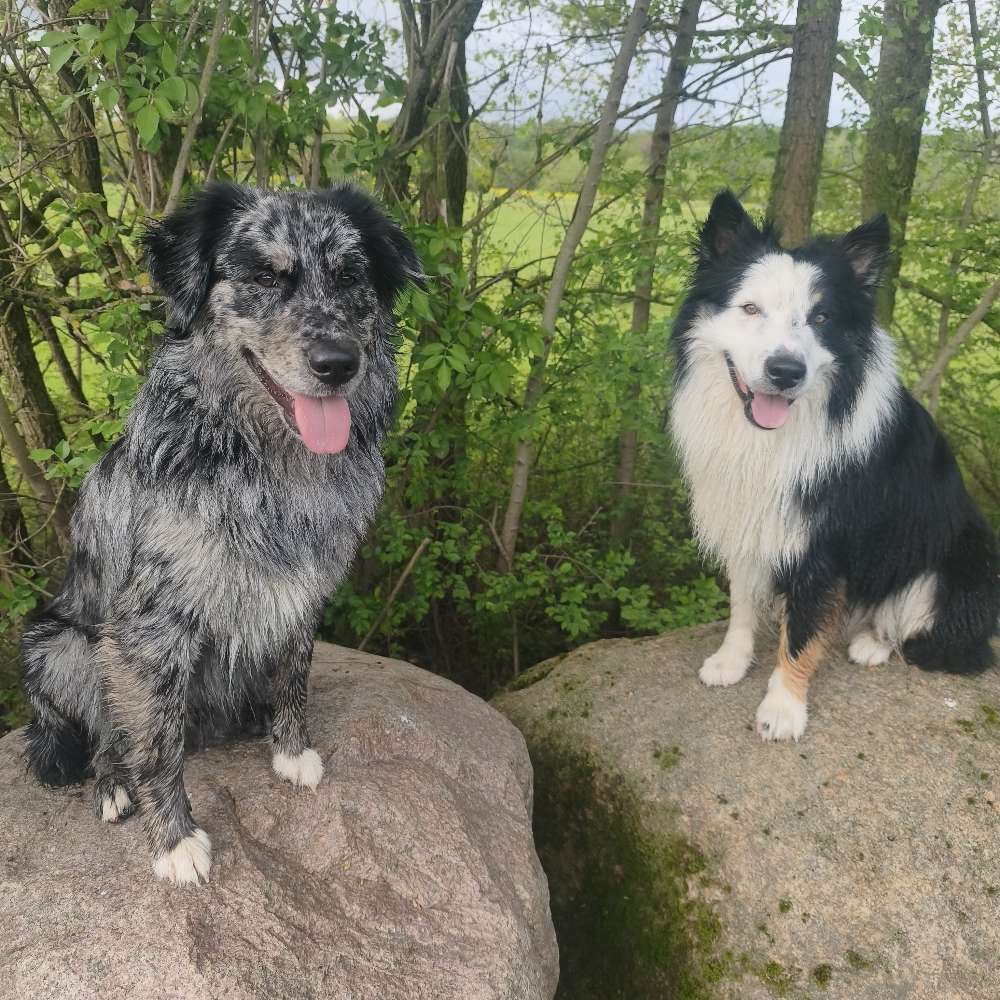 Hundetreffen-Gassirunden in Grimma und Umgebung für alle interessierten Hundefreunde.-Profilbild