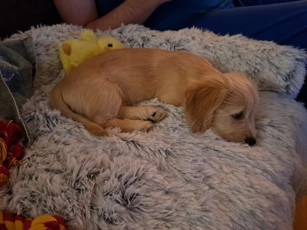 Hundetreffen-Welpentreffen am Wienerberg-See-Profilbild