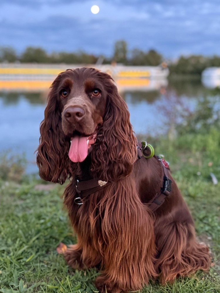 Hundetreffen-Cocker Spaniel Treffen (Koblenz und Umgebung)-Profilbild