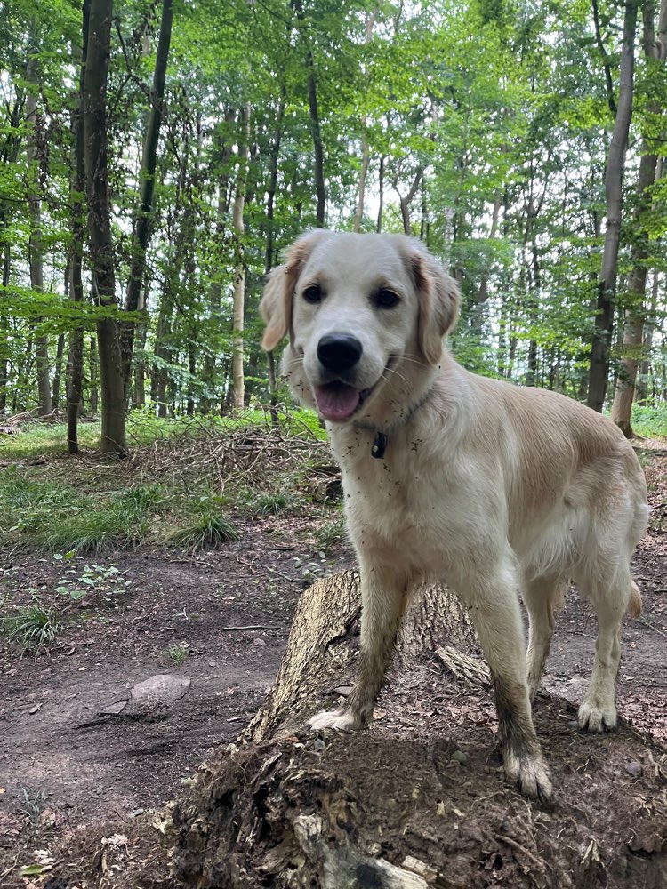 Hundetreffen-Spazieren/Training/Toben-Profilbild