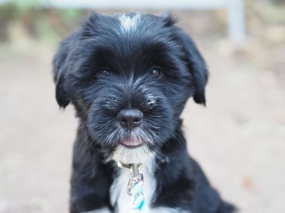 Hundetreffen-Ari sucht kleine Spielgefährten-Profilbild