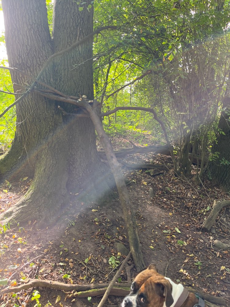 Giftköder-Giftköder-Profilbild