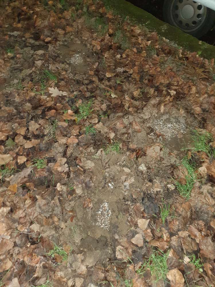 Giftköder-Dünger oder Ähnliches-Profilbild