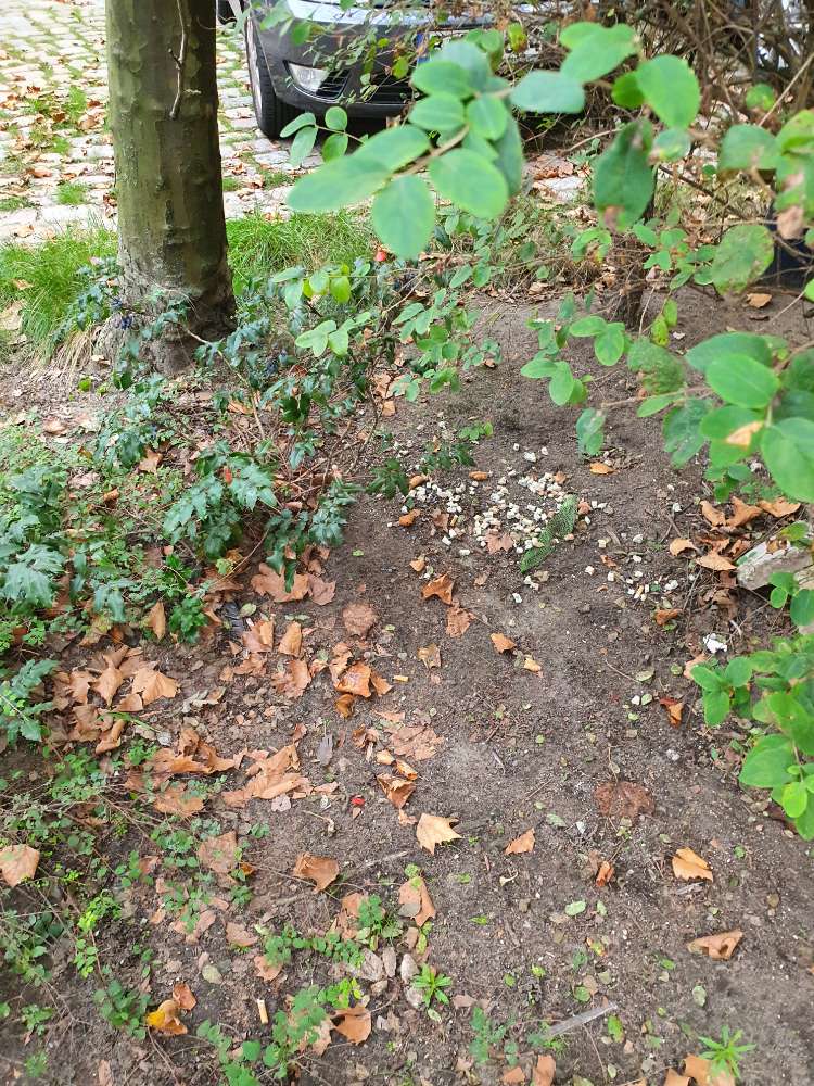 Giftköder-Blau gefärbtes Brot / evt. Rattengift.-Profilbild