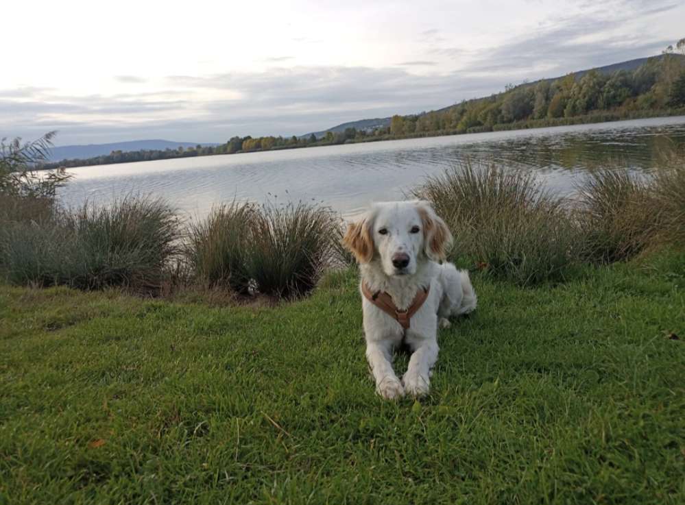 Suchmeldung-Toffy-Profilbild