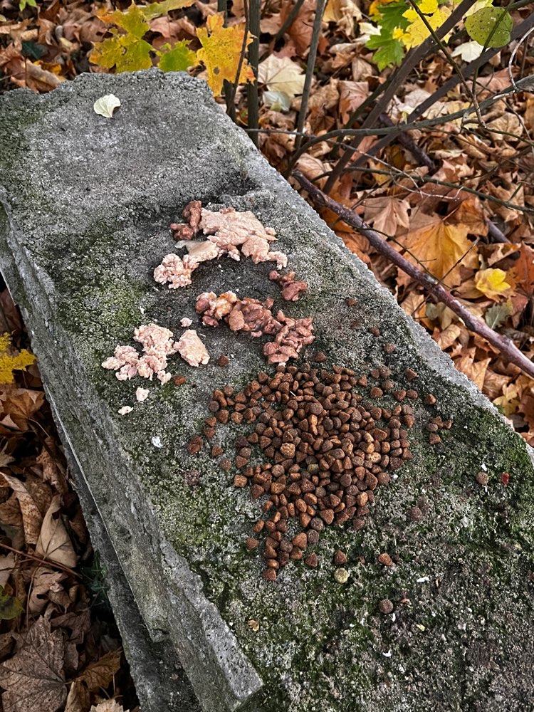 Giftköder-Vermuteter Giftköder-Profilbild