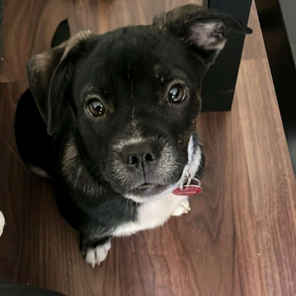 Hundetreffen-Hunde treffen spielen, Gassi gehen-Profilbild