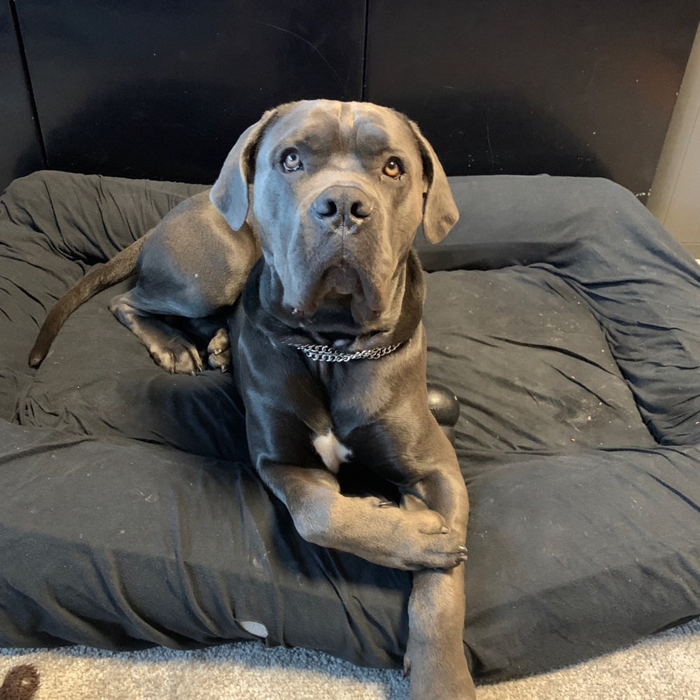 Hundetreffen-Spielfreunde / Gassi Freunde Gesucht 🙂🐺♥️-Profilbild