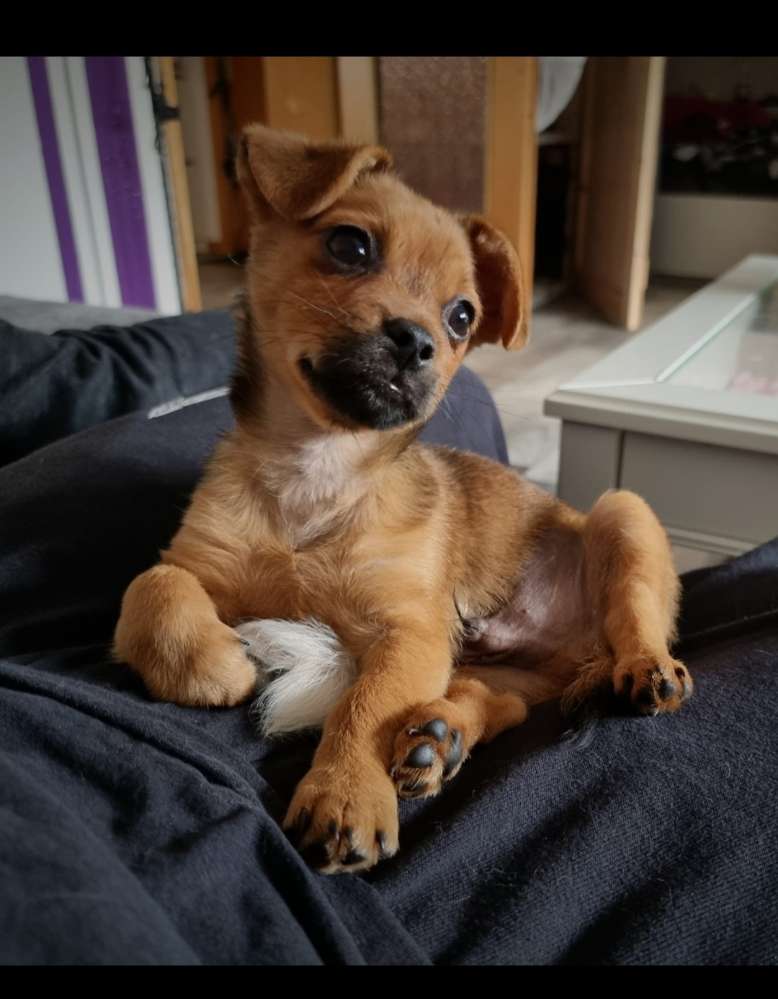 Hundetreffen-Junghundetreffen/Spielkameraden gesucht-Profilbild