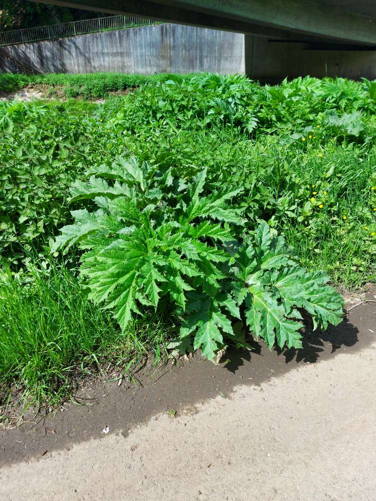 Giftköder-Riesenbärenklau-Profilbild