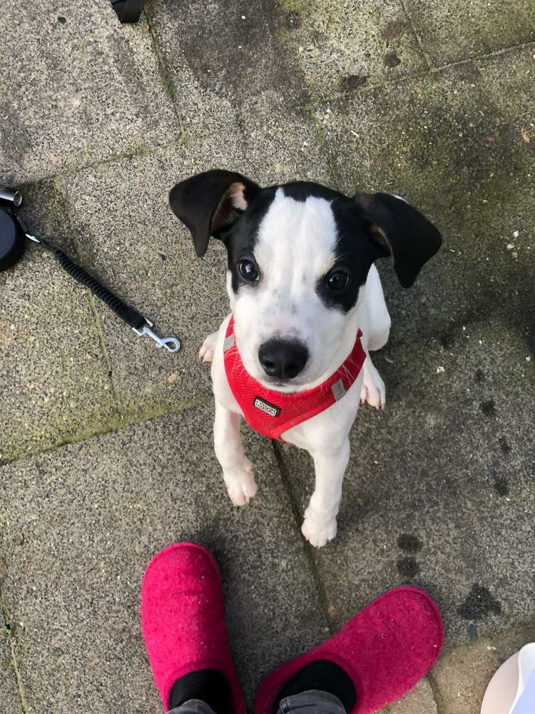 Hundetreffen-Welpentreffen, Spielerunde, Gassigehen-Profilbild