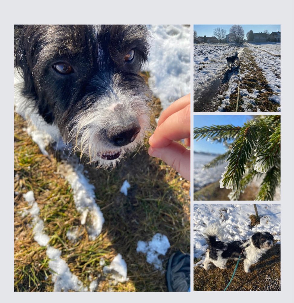 Hundetreffen-Gemeinsame Spaziergänge-Profilbild