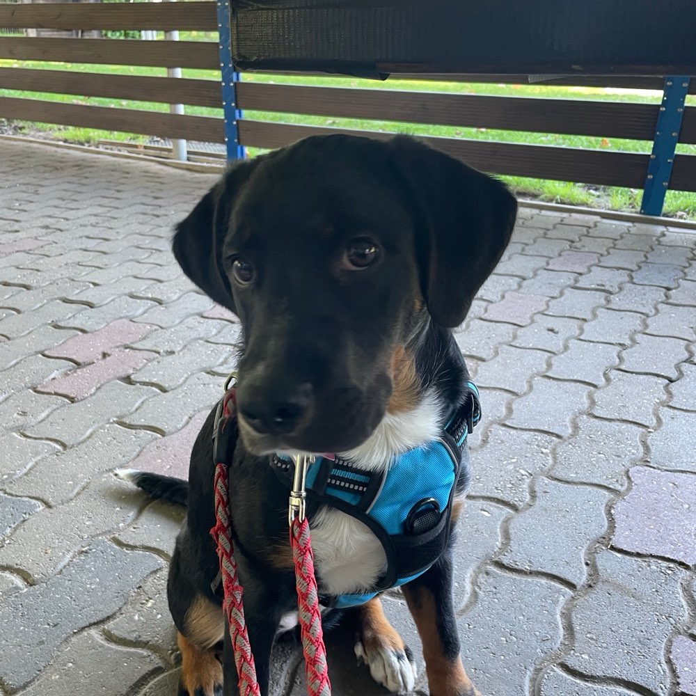 Hundetreffen-Welpen und Junghunde Treff / Gassirunde und Spiel-Profilbild