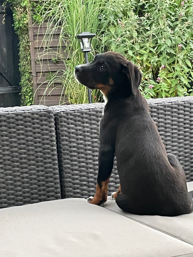 Hundetreffen-Welpentreffen /Spielen-Profilbild